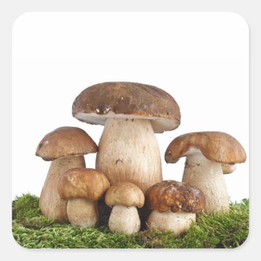 Pilze Boletus Edulis Quadratischer Aufkleber (Vorderseite)