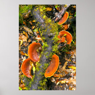 Pilze, die auf Ästen wachsen, die Knysna-Amatole Poster