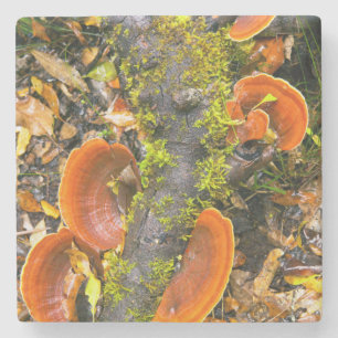 Pilze, die auf Ästen wachsen, die Knysna-Amatole Steinuntersetzer