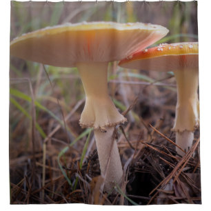 Pilze Duschvorhang