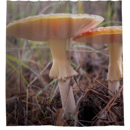 Pilze Duschvorhang (Vorderseite)