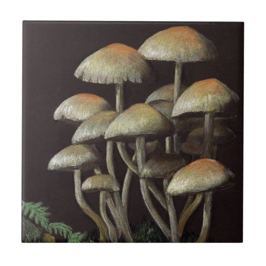 Pilze Fliese (Vorderseite)