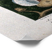 Pilze Fungi Poster (Ecke)