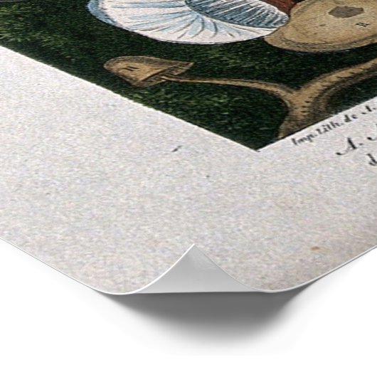 Pilze Fungi Poster (Ecke)