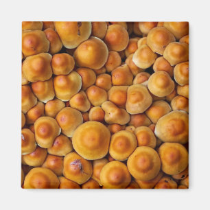 Pilze Fungus Magnet