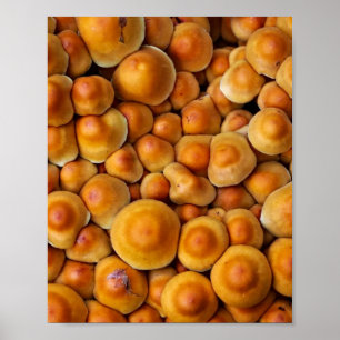 Pilze Fungus Poster