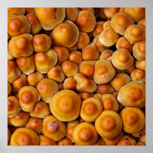 Pilze Fungus Poster