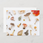 Pilze Fungus Postkarte (Vorne/Hinten)