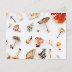 Pilze Fungus Postkarte