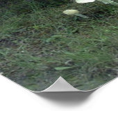 Pilze für Pat Poster (Ecke)