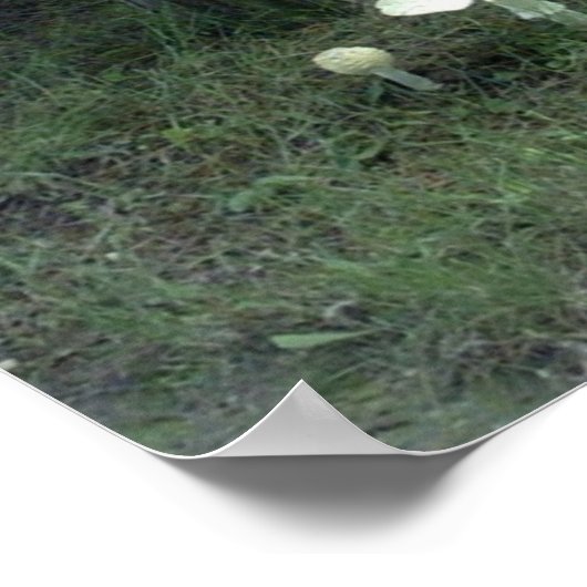 Pilze für Pat Poster (Ecke)