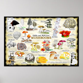 Pilze (genießbar und medizinisch) poster
