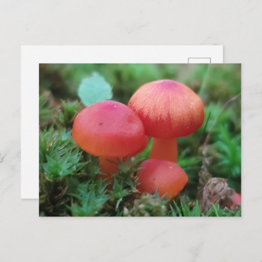 Pilze hellrot auf dem Waldboden Postkarte (Vorne/Hinten)