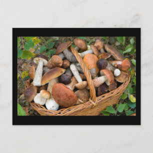 Pilze im Herbst Postkarte