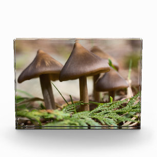 Pilze im Wald Fotoblock