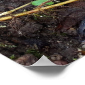 Pilze im Wald Poster (Ecke)