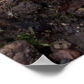 Pilze im Wald Poster (Ecke)