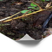 Pilze im Wald Poster (Ecke)