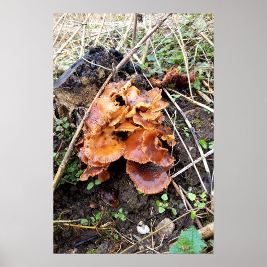 Pilze im Wald Poster (Vorne)