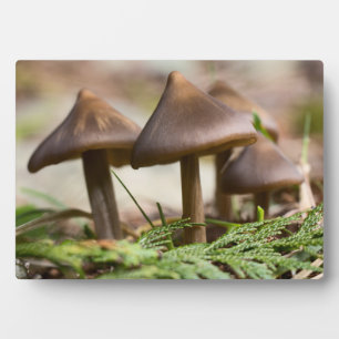 Pilze im Waldblock Foto Fotoplatte