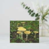 Pilze im Waldboden Postkarte (Stehend Vorderseite)