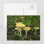Pilze im Waldboden Postkarte (Vorne/Hinten)