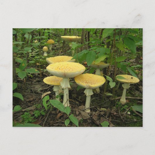 Pilze im Waldboden Postkarte (Vorderseite)