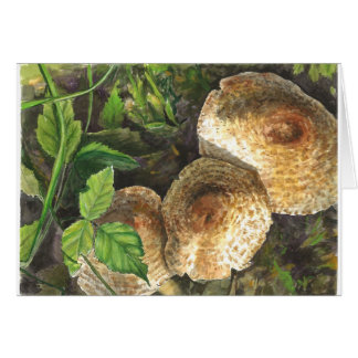 Pilze immer attraktiv für die Augen von Onlooke