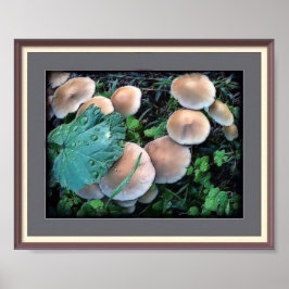 Pilze in Grasplakaten Poster