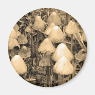 Pilze in Sepia Magnet