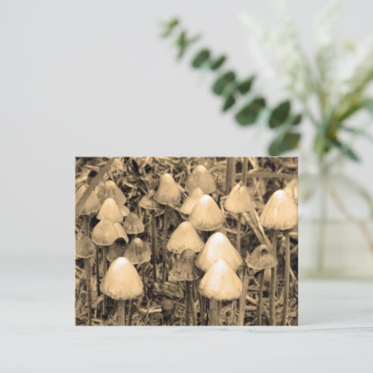 Pilze in Sepia Postkarte (Stehend Vorderseite)
