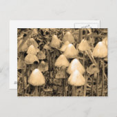 Pilze in Sepia Postkarte (Vorne/Hinten)