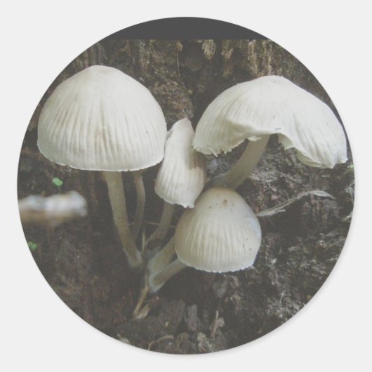 Pilze in Stump Stickers (Vorderseite)