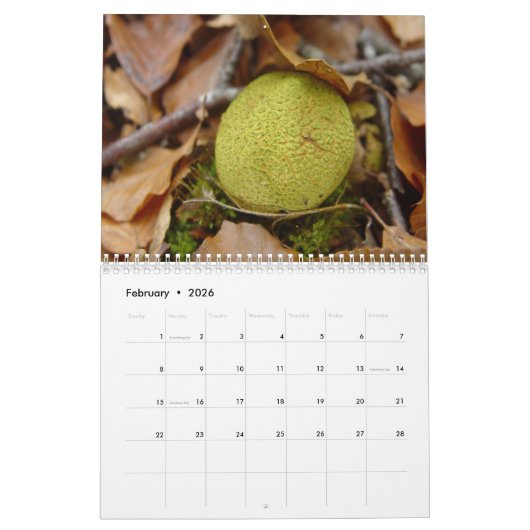 Pilze Kalender (Feb 2026)