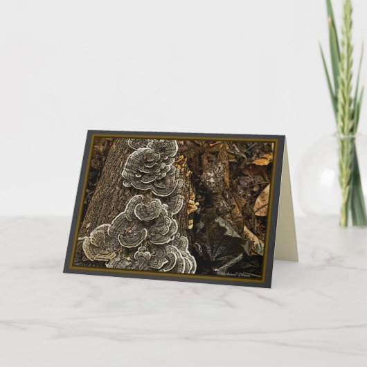 Pilze Karte (Vorderseite)