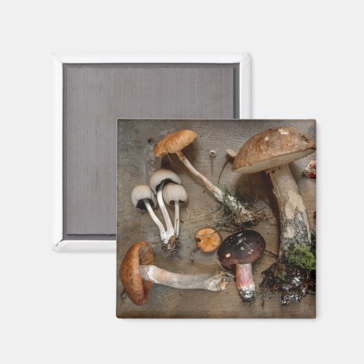 Pilze Liebe Fungi Magnet (Vorderseite/Rückseite)