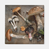Pilze Liebe Fungi
