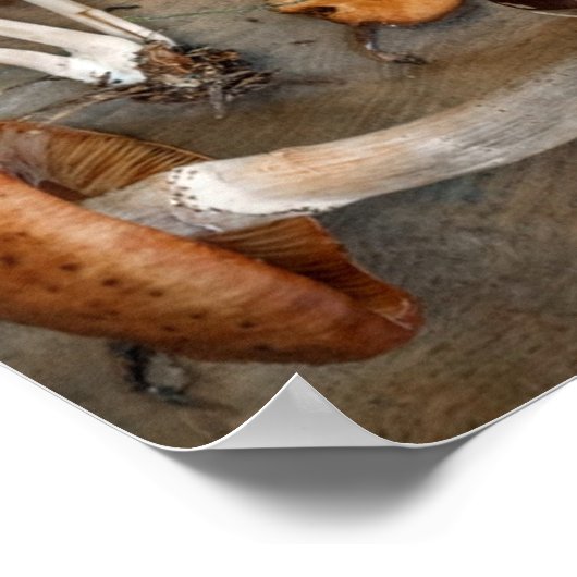 Pilze Liebe Fungi Poster (Ecke)