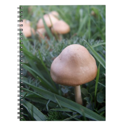 Pilze-Notebook Notizblock (Vorderseite)