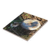 Pilze, Oregon Fliese (Seite)