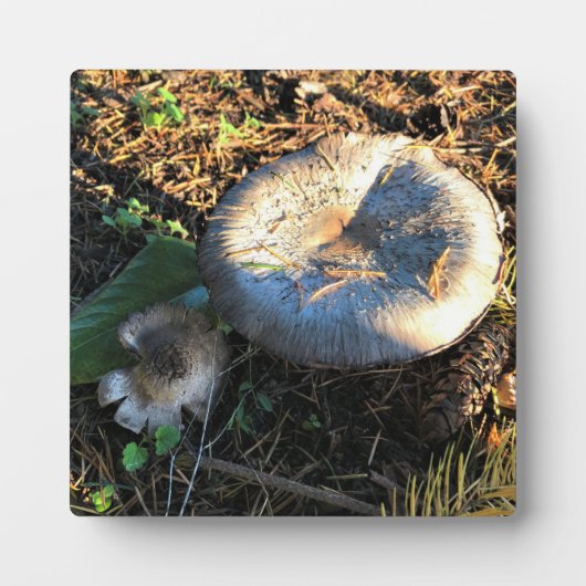 Pilze, Oregon Fotoplatte (Vorderseite)
