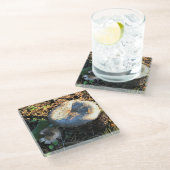 Pilze, Oregon Glasuntersetzer (Schrägansicht)