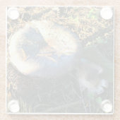 Pilze, Oregon Glasuntersetzer (Rückseite)