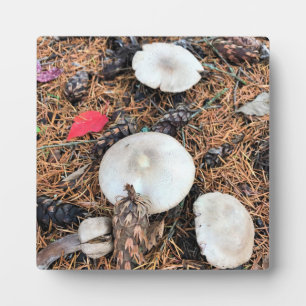 Pilze & Pine Cones Fotoplatte