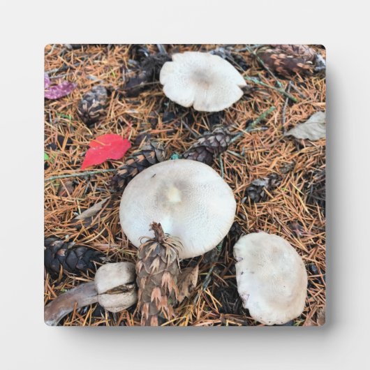 Pilze & Pine Cones Fotoplatte (Vorderseite)
