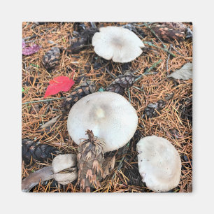 Pilze & Pine Cones Magnet