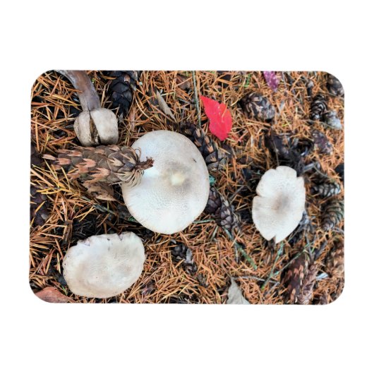 Pilze & Pine Cones Magnet (Horizontal)