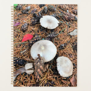 Pilze & Pine Cones Planer