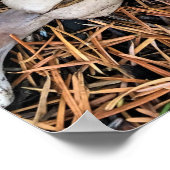 Pilze & Pine Cones Poster (Ecke)