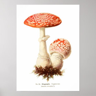 Pilze Poster